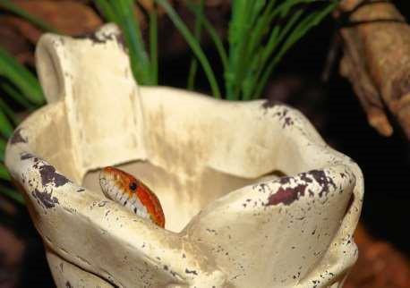 Tips For Bathing A Corn Snake Corn Snake